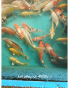 Koï selection premium 45-50 cm