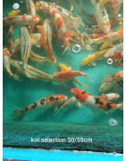 Koï selection premium 50-55 cm