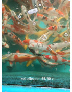 Koï selection premium 55-60 cm