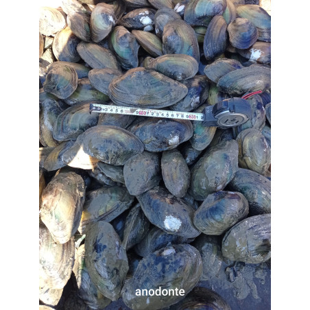 anodonte