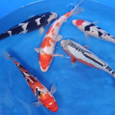 Koï Sélection Premium