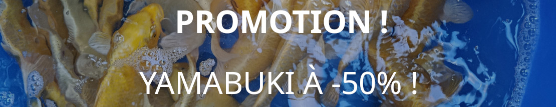Promotion Yamabuki à -50%